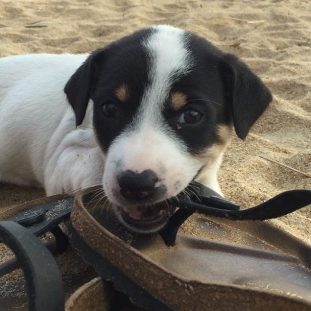 My dog clearance chewed my birkenstocks